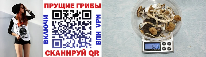 Псилоцибиновые грибы GOLDEN TEACHER  Правдинск 